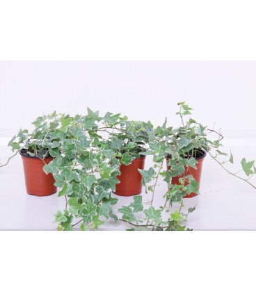 Hedera V.8/9