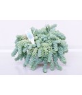 Sedum Bk 19 cm