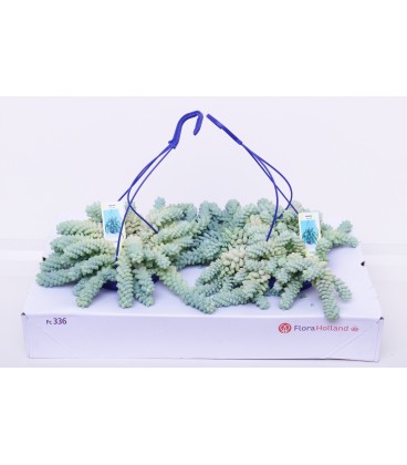 Sedum Bk 14 cm