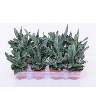 Gasteria V.8.5