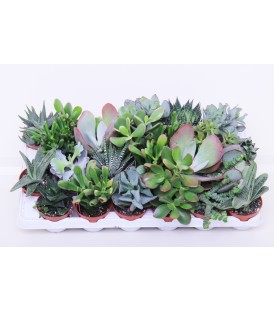 Crassula V.8.5