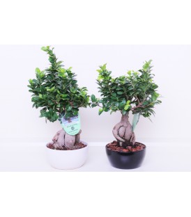 Bonsai 500 Gr Ceramica Tondo