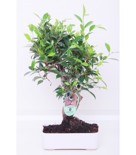 Bonsai H.20 cm Ficus