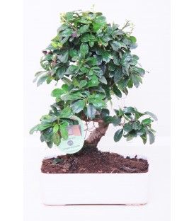 Bonsai H.20 cm Carmona