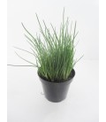 ERBA CIPOLLINA V.14
