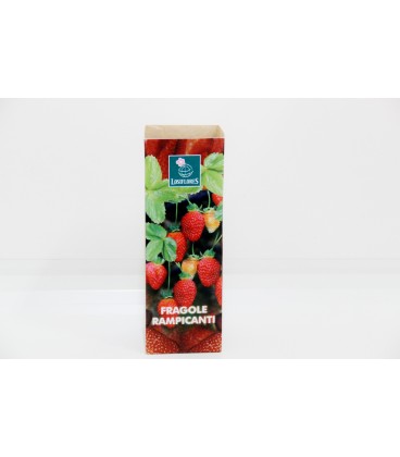 Fragola  rampicante c/Scatola