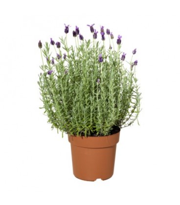 Lavandula stochaes v.17