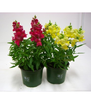 Antirrhinum  V.14