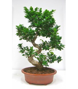 BONSAI FICUS  V.90/100 SHAPE SL50/2