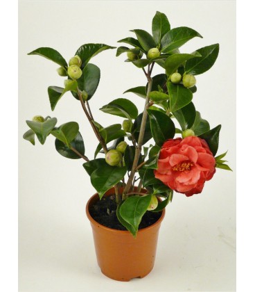 Camellia  V.20