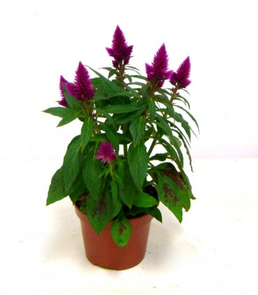 Celosia v.12