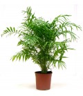 Chamaedorea elegans V.21/22