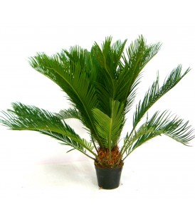 Cycas revoluta  V.14