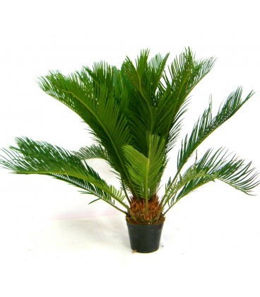 Cycas revoluta  V.14