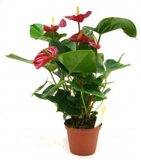 Anthurium   V.17