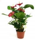 Anthurium   V.17