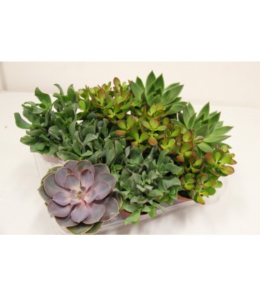 Acheveria V.10.5