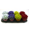 Acheveria V.12 Colorata
