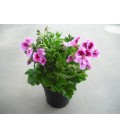 Geranio macrantino V.14 (pelargonium)