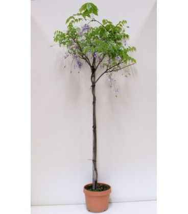 Glicine V.24 rampicante(wisteria)