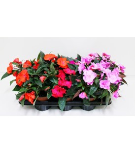 Impatiens  V.14/15