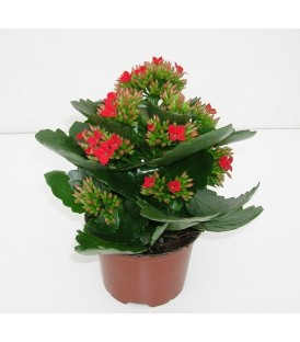 Kalanchoe V.10,5