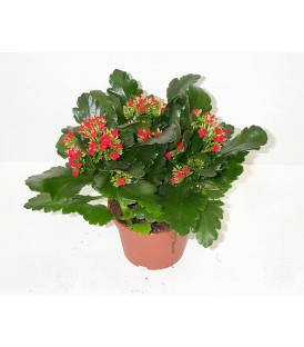 Kalanchoe  V.15