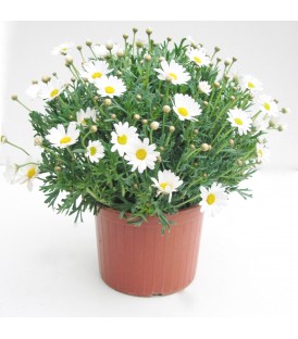 Margherita V.17 (leucanthemum)