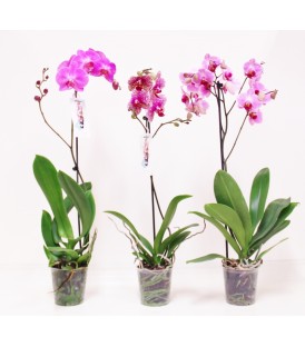 Phalaenopsis 1 ST V.12