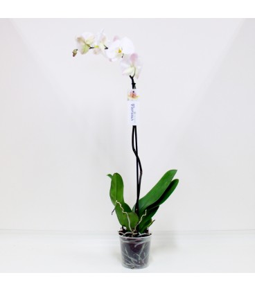 Phalaenopsis 1ST V.15