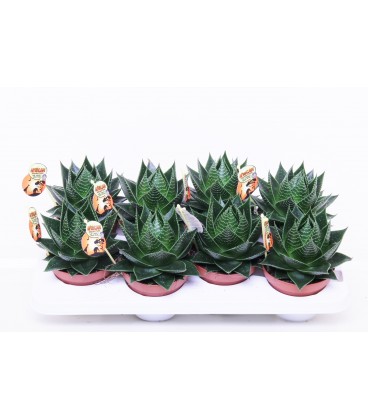 Aloe Cosmo V.13