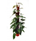 Philodendron imp. red  V.25