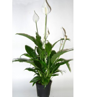 Spathiphyllum V.17 extra