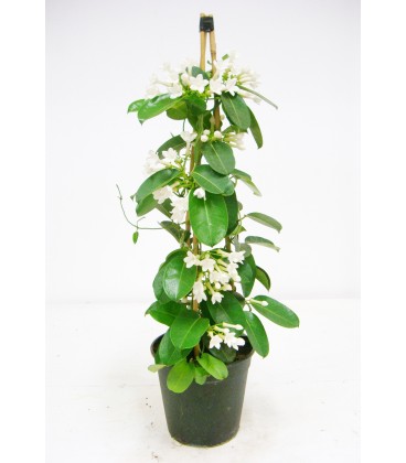 Stephanotis V.19  H.100