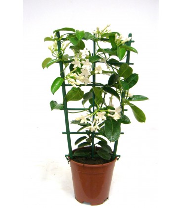 Stephanotis V.19 spalliera