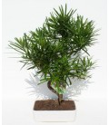 Bonsai H.20 cm Podocarpus