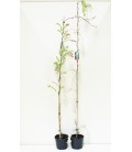Glicine V.20 (wisteria)