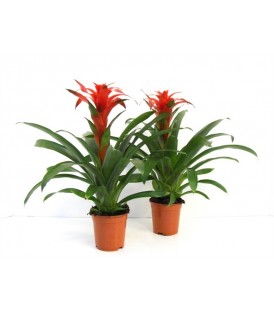 Guzmania V.9