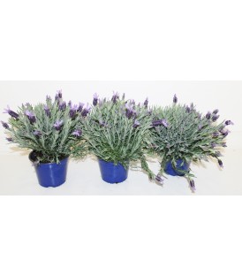 Lavandula stochaes v.14