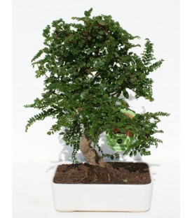 Bonsai H.20 cm Zelkova