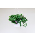 Drosanthemum bk 15