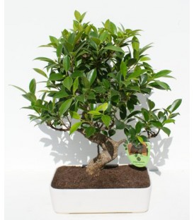 Bonsai H.25 cm Ficus