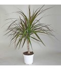 Dracena marginata  h.20