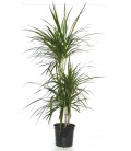 Dracena marginata  T.60