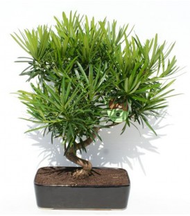 Bonsai H.25 cm Podocarpus