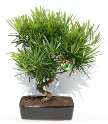 Bonsai H.25 cm Podocarpus