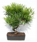 Bonsai H.25 cm Podocarpus