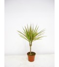 Dracena bicolor  H.20