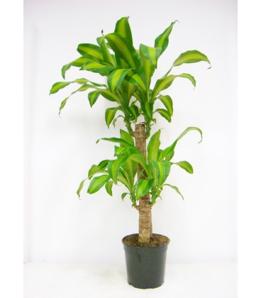 Dracena massangeana   2 TR T.60