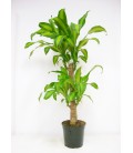 Dracena massangeana   2 TR T.60